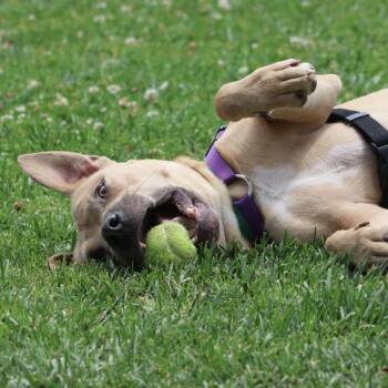 Rascal -  Pit Bull Terrier Dog for Adoption in Oakland, California - Rascal | PetCurious