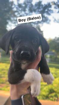 Baloo -  Great Dane and Great Pyrenees Dog for Adoption in Chambersburg, Pennsylvania - Baloo | PetCurious