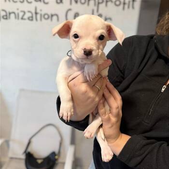 Hound Dogs Available for Adoption - Snowflake | PetCurious