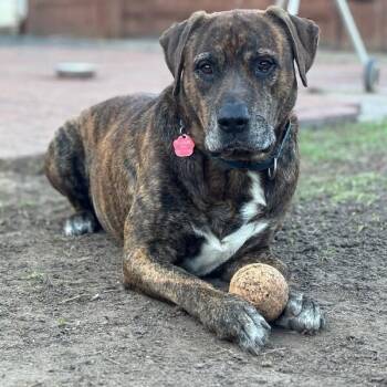 Uncle Joe Steady Eddie -  Labrador Retriever and Mastiff Dog for Adoption in Friendswood, Texas - Uncle Joe Steady Eddie | PetCurious