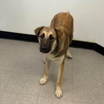 Holly 26-09-132 -  German Shepherd Dog Dog for Adoption in Bastrop, Texas - Holly 26-09-132 | PetCurious