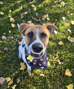 Rescue Cattle Dog Dogs for Adoption in Salt Lake City, Utah - Adryan | PetCurious