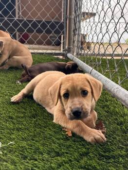 Unc -  Mixed Breed Dog for Adoption in New York, New York - Unc | PetCurious