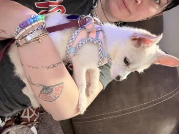 Peach -  Chihuahua Dog for Adoption in Hillsborough, North Carolina - Peach | PetCurious