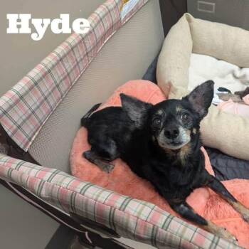 Hyde -  Chihuahua Dog for Adoption in Williston, Vermont - Hyde | PetCurious