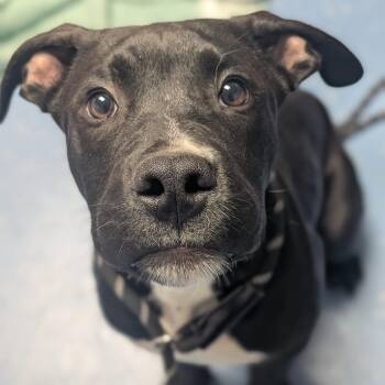 Pit Bull Terrier and Black Labrador Retriever Dogs Available for Adoption in Watertown, New York - Kilo | PetCurious
