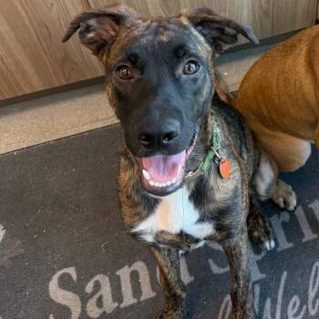 Forest -  Mixed Breed Dog for Adoption in Sand Springs, Oklahoma - Forest | PetCurious