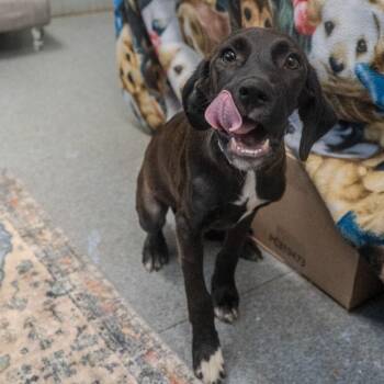 Kono -  Brittany Spaniel and Mixed Breed Dog for Adoption in Pawling, New York - Kono | PetCurious