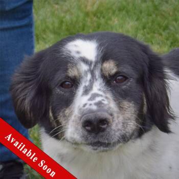 Rescue English Springer Spaniel and Border Collie Dogs for Adoption in Huntley, Illinois - Rumi | PetCurious