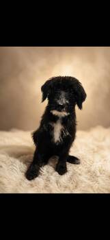Winston -  Labradoodle Dog for Adoption in Cleveland, Texas - Winston | PetCurious