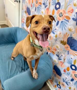 Pit Bull Terrier and Chihuahua Dogs Available for Adoption in Friendswood, Texas - Jay Smiles The Little Ray Of Sunshine | PetCurious