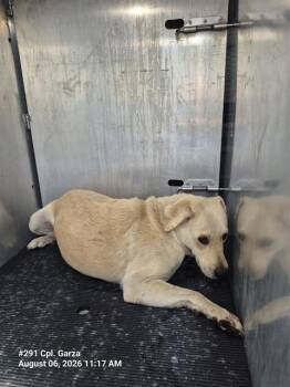 AILEEN CLAWDETTE -  Labrador Retriever Dog for Adoption in San Antonio, Texas - AILEEN CLAWDETTE | PetCurious