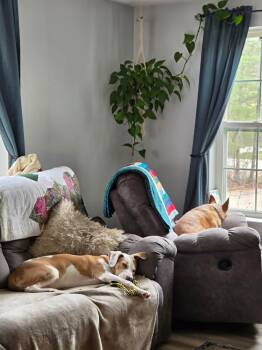 Mixed Breed Dogs Available for Adoption in Brunswick, Maine - Charming | PetCurious