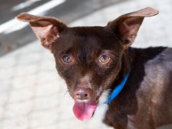 OLIVER -  Chihuahua Dog for Adoption in Fresno, California - OLIVER | PetCurious