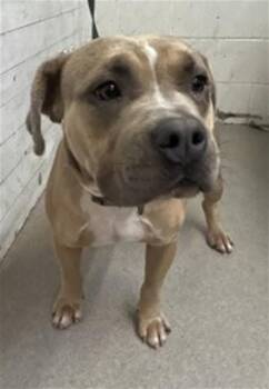 MAYITO -  Pit Bull Terrier Dog for Adoption in San Bernardino, California - MAYITO | PetCurious