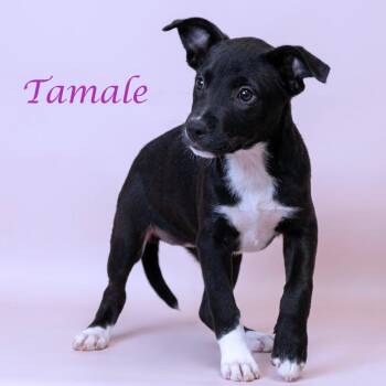 Tamale D26-124 -  Mixed Breed Dog for Adoption in Lebanon, Tennessee - Tamale D26-124 | PetCurious