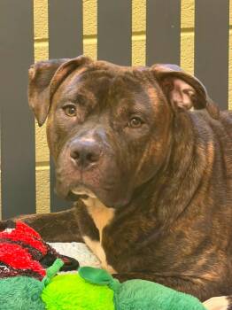 Ringo -  Pit Bull Terrier Dog for Adoption in Amherst, Virginia - Ringo | PetCurious