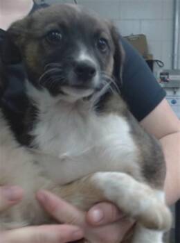 BUTTERCUP -  Australian Cattle Dog Blue Heeler and Mixed Breed Dog for Adoption in Salinas, California - BUTTERCUP | PetCurious