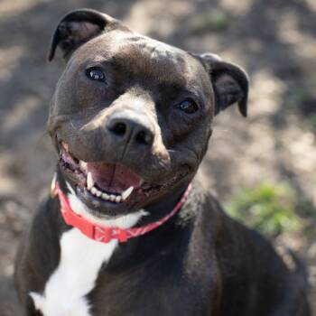 Rescue Mixed Breed Dogs for Adoption in Washougal, Washington - Lylah | PetCurious