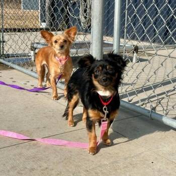 Chihuahua Dogs Available for Adoption - Lola | PetCurious