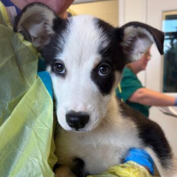 Hogan -  Border Collie and Mixed Breed Dog for Adoption in Nashville, Tennessee - Hogan | PetCurious