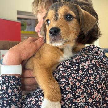 Copper -  Mixed Breed Dog for Adoption in Morristown, Vermont - Copper | PetCurious