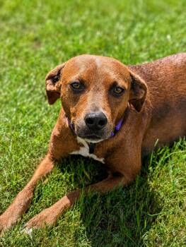 Hazel -  Mixed Breed Dog for Adoption in Nahunta, Georgia - Hazel | PetCurious