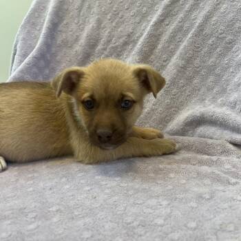 Pit Bull Terrier Dogs Available for Adoption in Kanab, Utah - Bit O Honey | PetCurious