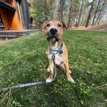 Stuart -  Mixed Breed Dog for Adoption in Truckee, California - Stuart | PetCurious