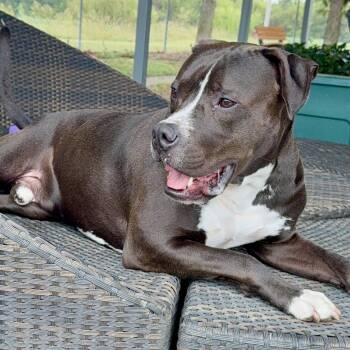 Mixed Breed Dogs Available for Adoption in Tunica, Mississippi - Mugsy | PetCurious