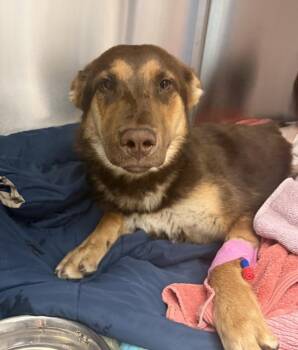 German Shepherd Dog Dogs Available for Adoption in Golden, Colorado - Acorn | PetCurious