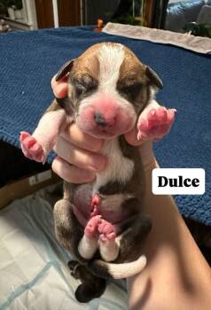 Rescue Mixed Breed Dogs for Adoption in New York, New York - Dulce | PetCurious