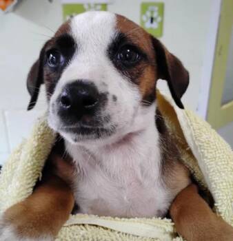 Hound Dogs Available for Adoption - Brynn | PetCurious