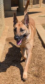 Mia A219336 -  Belgian Shepherd Malinois Dog for Adoption in Plano, Texas - Mia A219336 | PetCurious