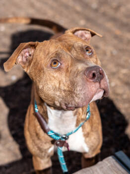 Rescue Mixed Breed Dogs for Adoption in Chamblee, Georgia - Brynn | PetCurious