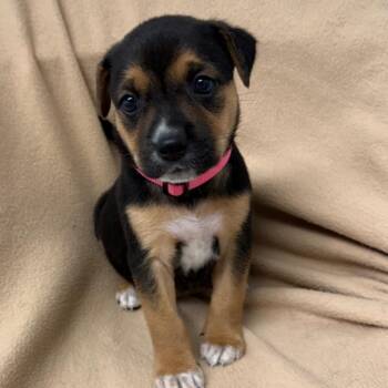 Dots -  Beagle and Mixed Breed Dog for Adoption in St. Peters, Missouri - Dots | PetCurious