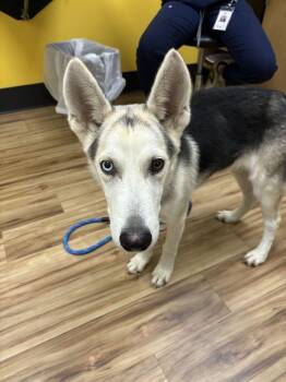 Tuffy -  Mixed Breed Dog for Adoption in Raleigh, North Carolina - Tuffy | PetCurious