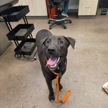 Lula -  Labrador Retriever Dog for Adoption in Chattanooga, Tennessee - Lula | PetCurious