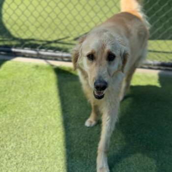 Golden Retriever Dogs Available for Adoption - Luke A2262520 | PetCurious