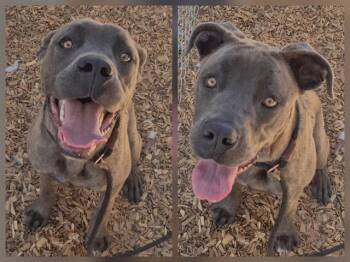 Cane Corso and Mixed Breed Dogs Available for Adoption in Albuquerque, New Mexico - PRINCESS | PetCurious
