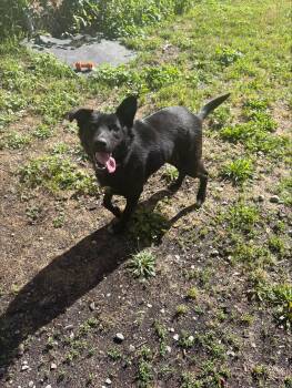 Cherry -  Border Collie and Black Labrador Retriever Dog for Adoption in Vancouver, British Columbia - Cherry | PetCurious