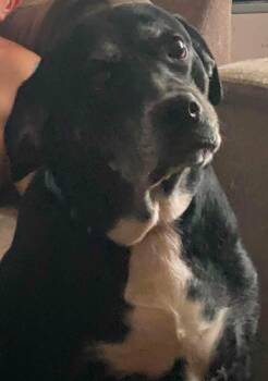 Zoey -  Labrador Retriever and Australian Cattle Dog Blue Heeler Dog for Adoption in Lewistown, Pennsylvania - Zoey | PetCurious