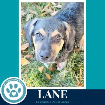Lane ( L Crew) 102426 -  Labrador Retriever and Poodle Dog for Adoption in Kimberton, Pennsylvania - Lane ( L Crew) 102426 | PetCurious