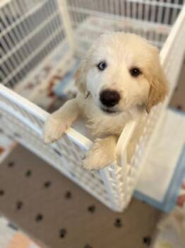 Yellow Labrador Retriever and Border Collie Dogs Available for Adoption - Mango  | PetCurious