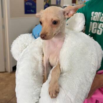 Par -  Chihuahua Dog for Adoption in San Antonio, Texas - Par | PetCurious