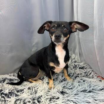 Astra -  Chihuahua Dog Available for Adoption in Foley, Alabama - Astra | PetCurious