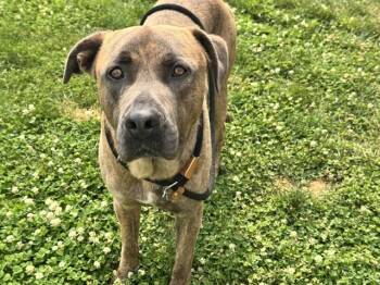 EDUARDO -  Mastiff and Mixed Breed Dog for Adoption in Pueblo, Colorado - EDUARDO | PetCurious