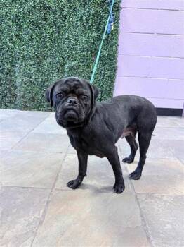 61150236 -  Pug and Mixed Breed Dog for Adoption in El Paso, Texas - 61150236 | PetCurious