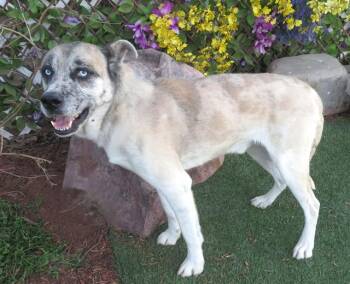 Siberian Husky and Catahoula Leopard Dog Dogs Available for Adoption - NICHOLAS | PetCurious
