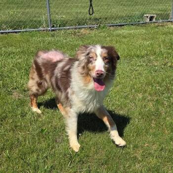 Sunny D -  Australian Shepherd Dog for Adoption in Pontiac, Illinois - Sunny D | PetCurious